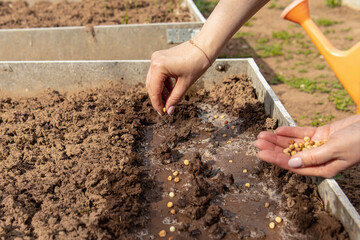 Woman holds pea seeds. Natural. Planting peas in the beds. Spring work in the garden concept. Woman is planting peas