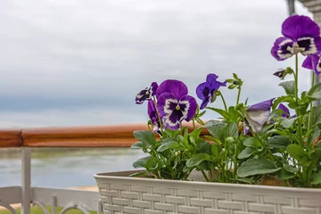 Gordijnen Delicate pansies (Viola tricolor) in flower box on balcony. © Andrey Nikitin