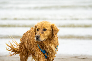 golden retriever dog portrait at sea