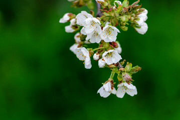 White flowers of a cherry blossom tree close up Spring twig branch beautiful green blue Background Macro soft airy blurred sunset backlight copy space