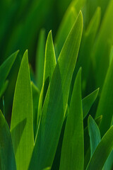 iris leaves sunset light Young bud flower Spring green Abstract background Amaryllis meadow. Flower garden  beautiful.