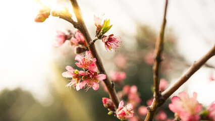 Branch with pink flowers in daylight