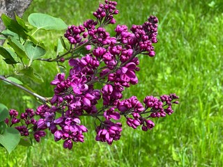 Obraz premium Purple lilac flowers on green grass.