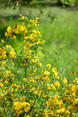 Obraz premium Bright yellow wildflowers and lush green trees in the background. Selective focus.