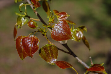 Spring and new life concept for natural design. Branch with young brown leaves of poplar tree....