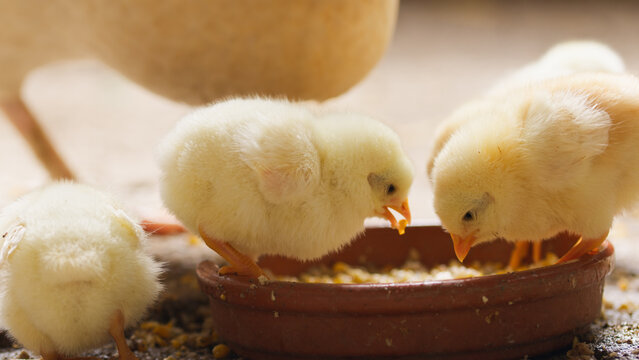 Yellow chicks foraging happily. Close up.