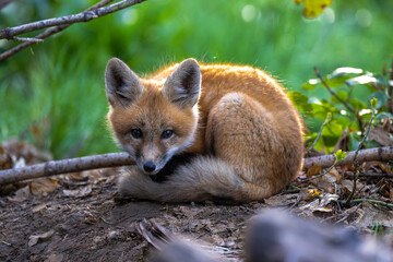 Young American Red Fox (Vulpes vulpes fulvus)