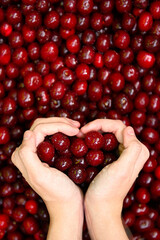 Close-up of the hands of a girl who is holding a clean juicy delicious cherry in her hands. A handful of cherries, top view. The girl is holding a cherry in the shape of a heart. Healthy food concept