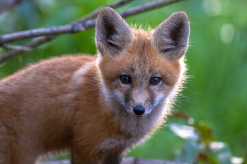 Young American Red Fox (Vulpes vulpes fulvus)