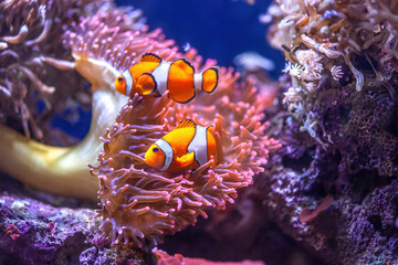 Orange Ocellaris clownfish swimming in deep ocean. Cute Amphiprion ocellaris swim in fishtank, soft...