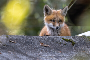 Young American Red Fox (Vulpes vulpes fulvus)