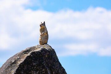 Squirrel standing on top of mountain peak in the Sierra Nevada of the United States