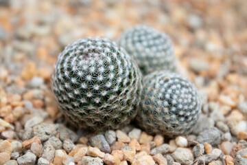 Close up Texture and Pattern of Cactus plant