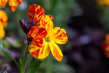 Fototapeta premium The brightly colored spring flowers of Erysimum cheiri (Cheiranthus) also known as the Wallflower