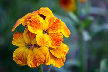 The brightly colored spring flowers of Erysimum cheiri (Cheiranthus) also known as the Wallflower