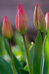 Naklejka premium Amazing red pink tulip flowers blooming field background sunset light love concept beautiful scene design copy space. banner closeup spring postcard nature floristry shop flowerbed mother day.