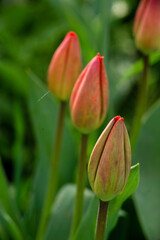 Amazing red pink tulip flowers blooming field background sunset light love concept  beautiful scene design copy space. banner  closeup  spring  postcard  nature floristry shop flowerbed mother day.