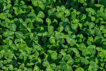 Natural green dark background. Plant and herb texture. Leafs green young fresh oxalis, shamrock, trefoil close-up. Beautiful background with green clover leaves for Saint Patrick's day.
