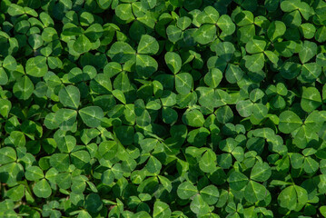 Natural green dark background. Plant and herb texture. Leafs green young fresh oxalis, shamrock, trefoil close-up. Beautiful background with green clover leaves for Saint Patrick's day.