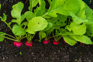 organic radish grows in the ground soil, close up. Gardening background with  plants harvest orchard garden growing Ripe red greenhouse.