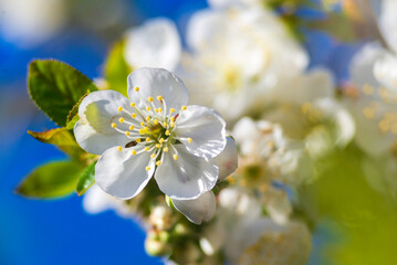 White flowers of a cherry blossom tree close up Spring twig branch beautiful green blue Background Macro soft airy blurred sunset backlight copy space