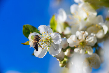 White flowers of a cherry blossom tree close up Spring twig branch beautiful green blue Background Macro soft airy blurred sunset backlight copy space