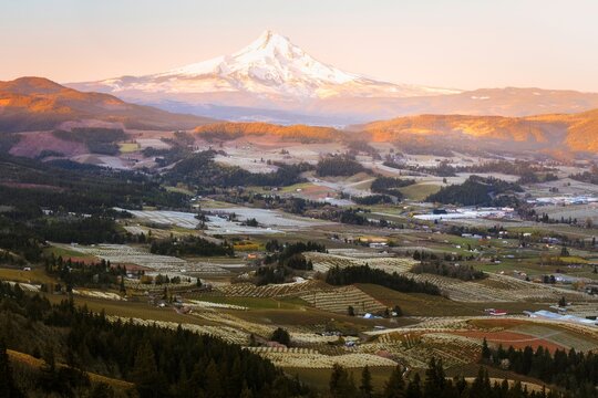 Blossoms in Hood River