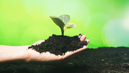 Holding Plant Seedlings. Close up 