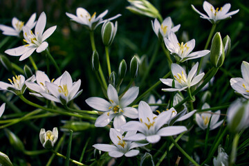 Obraz na płótnie Canvas Photo with group white Star of Bethlehem flowers with blurred background at sunny day.