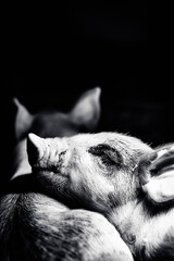 Sleeping Piglets in Monochrome © Rodrigo Ojeda