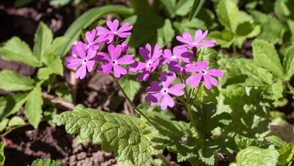 Purple flowers of Primula cortusoides in the garden.