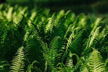Wild green fern in the deep forest in shadow and sunlight