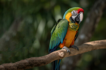 Blue and yellow, endangered parrot perched on a tree branch