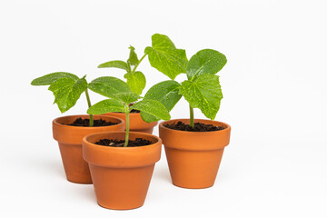 Young seedlings of cucumber in a pot on a white background