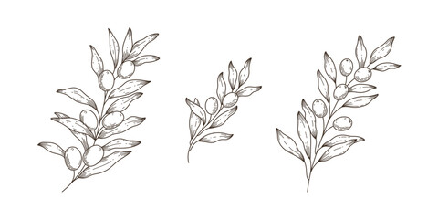 Set of olive branch. Flat vector illustration in boho style.