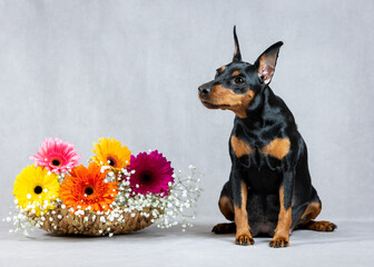 Portrait of a pregnant miniature pinscher dog on a gray background with a basket of flowers