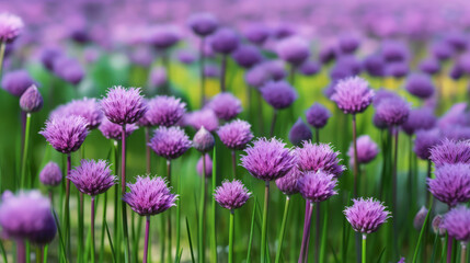 Obraz premium Purple chives field Illustration AI Generative.