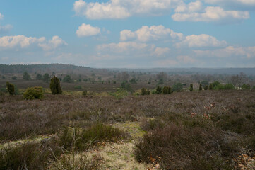 Obraz premium Panoramaaussicht mit Weitblick vom Wilseder Berg über die Heidelandschaft bei Wilsede, Lüneburg, Niedersachsen, Deutschland bei blauem Himmel