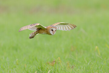 Barn-Owl