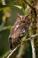 Bare-shanked Screech-Owl (Megascops clarkii) roosting during the day, Costa Rica