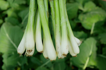 Onion spring harvest sibies scallion stem stalk hand Allium cepa thick bulb harvesting common...
