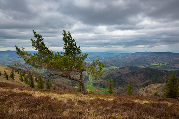 Lone pine tree at the top of Mount Belchen in the Black Forest, Germany