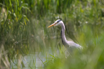 great silver egret in the water
