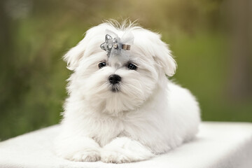 Portrait of white puppy of maltese dog at nature