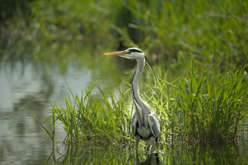great silver egret in the water
