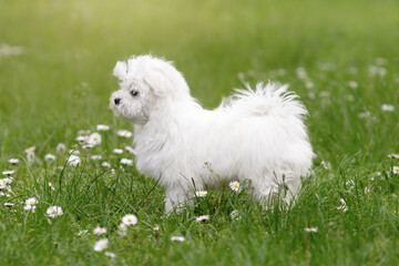 Little white puppy of maltese breed dog walking on grass