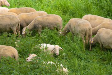 A herd of white and wooly sheep in the meadow