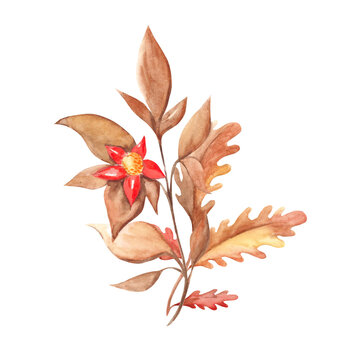 Autumn bouquet, watercolor oak leaves and branch with red flower on white background. Botanical hand drawn illustration. Can be used for cards, graphics and floristic design.
