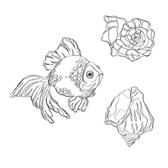 Fototapeta premium Hand drawn doodle fish, shell. Vector illustration. Hand drawn fish. Vector illustration. Sea collection. Vector of fish design on a white background. Easy editable layered vector illustration