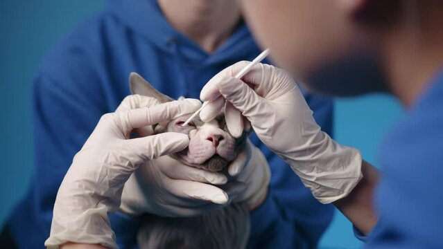 Eye check up of adult Sphynx cat by two veterinarians. One vet holds the head of cat, while another doctor takes substance from an eye using cotton swab. High quality 4k footage